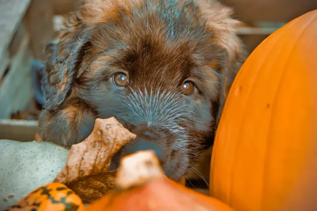 Flauschiger Welpe guckt hinter Kürbissen und Herbstlaub hervor